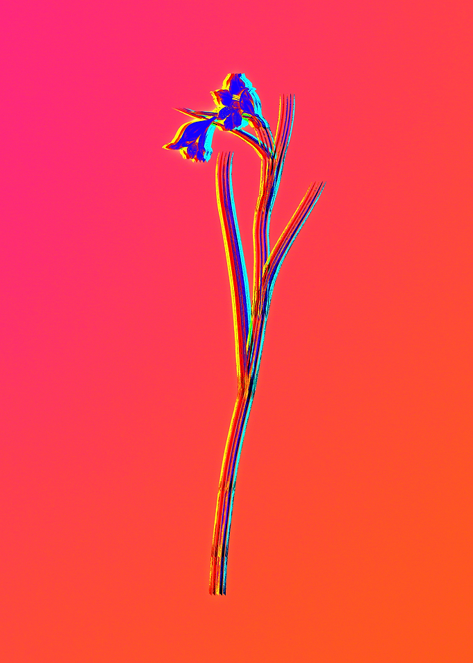 Neon Florals Illustration