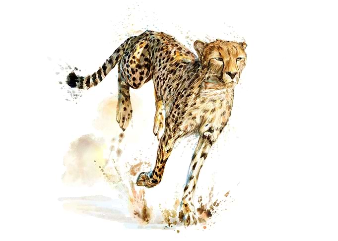 cheetahpng