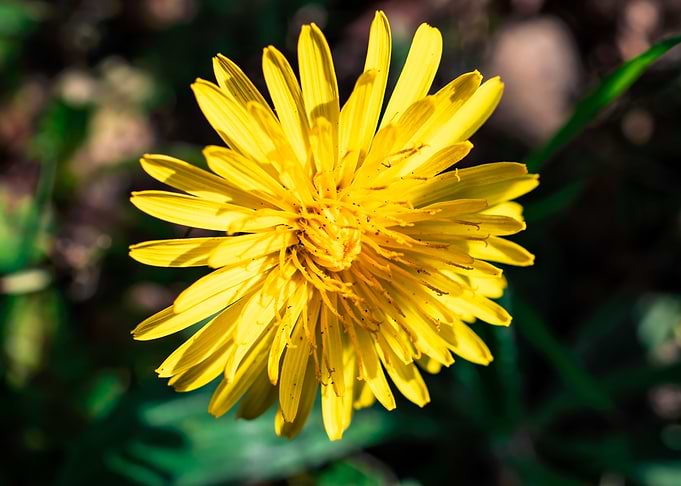 Dandelion in summer