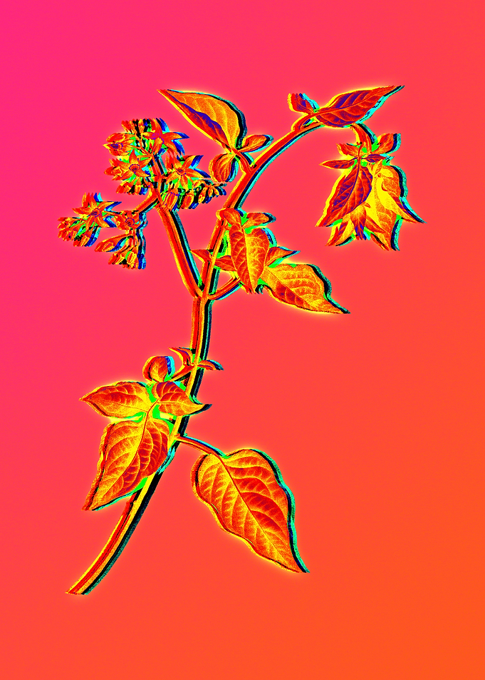 Neon Flower Illustration