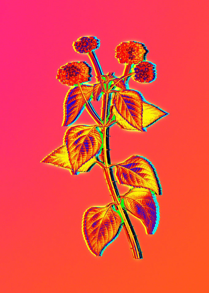 Neon Floral Illustration