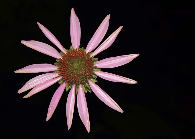 Purple Coneflower