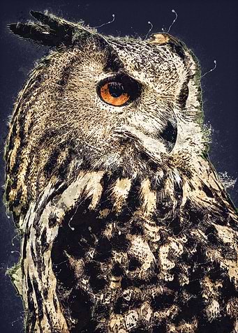 Dark Owl