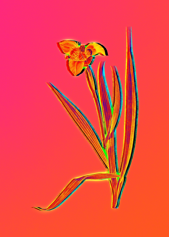Neon Flower Illustration