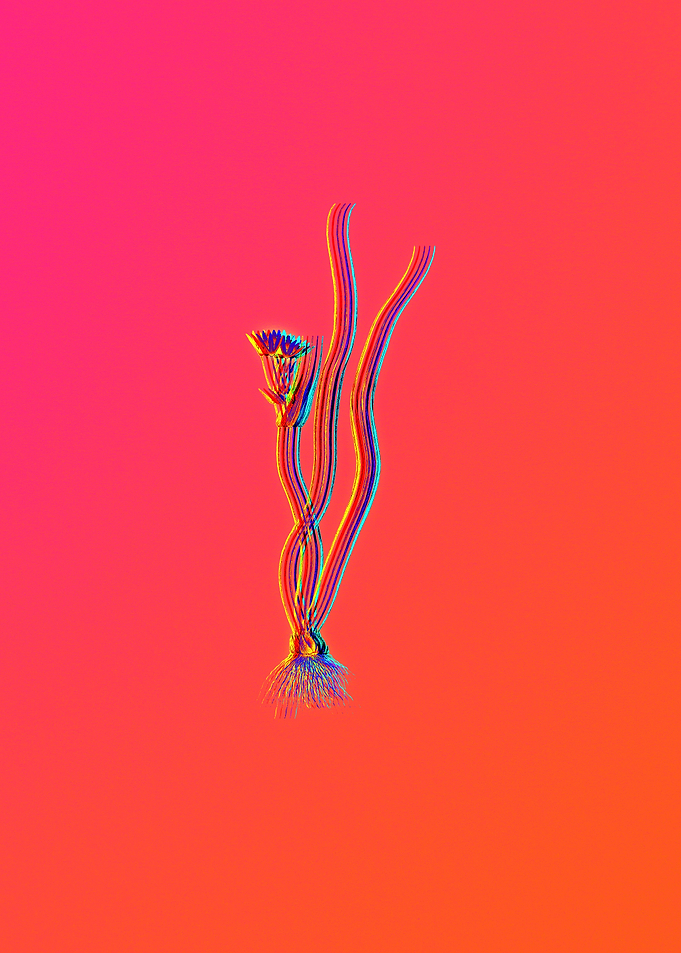 Neon Flower Illustration