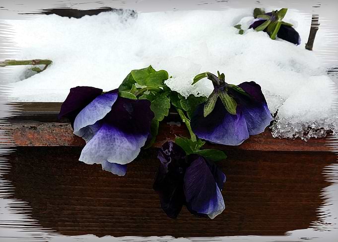 Pansy under snow