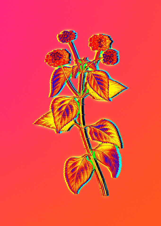 Neon Flowers Illustration