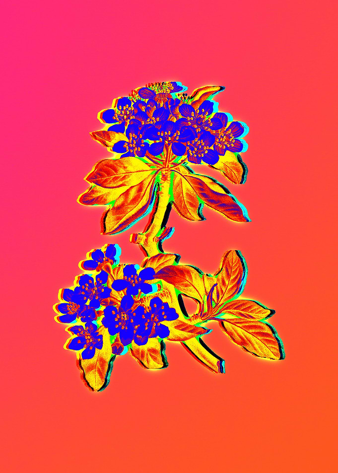 Neon Botanical Drawing