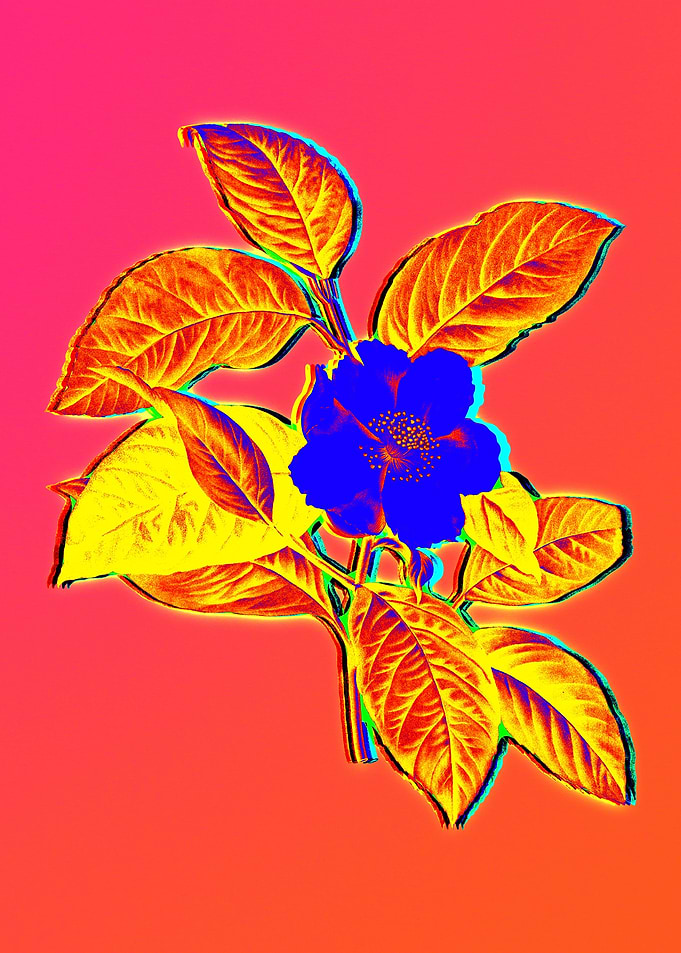 Neon Botanical Drawings