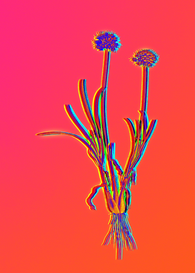 Neon Flower Illustration