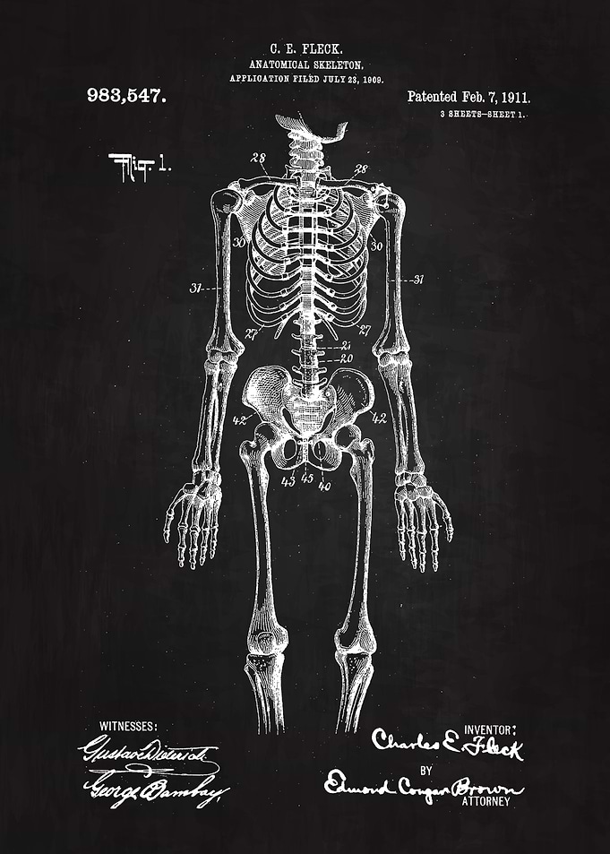1911 Anatomical Skeleton