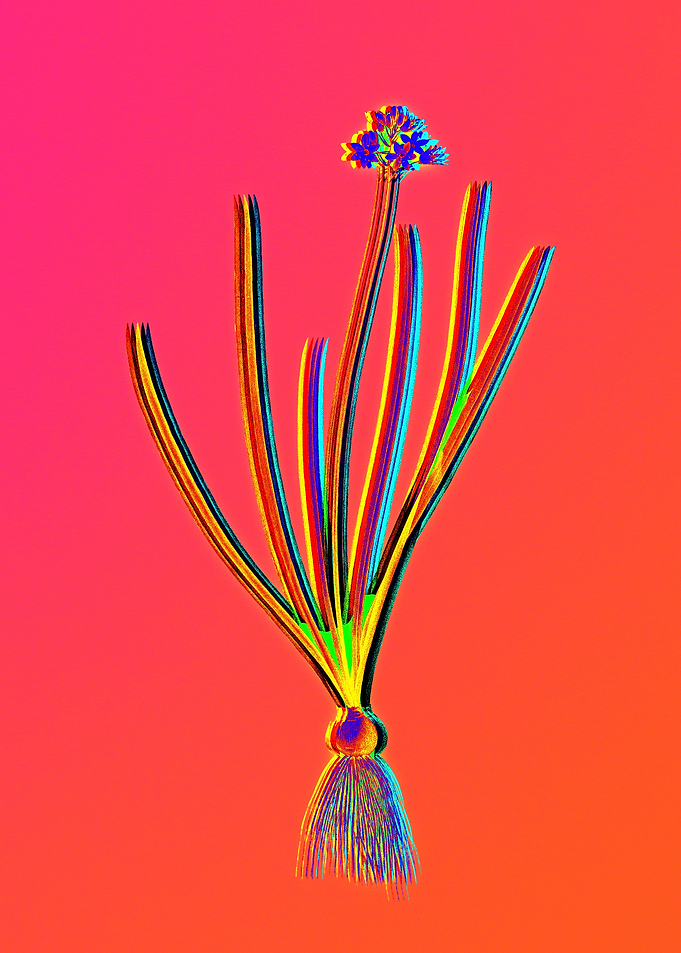 Red Botanical Illustration