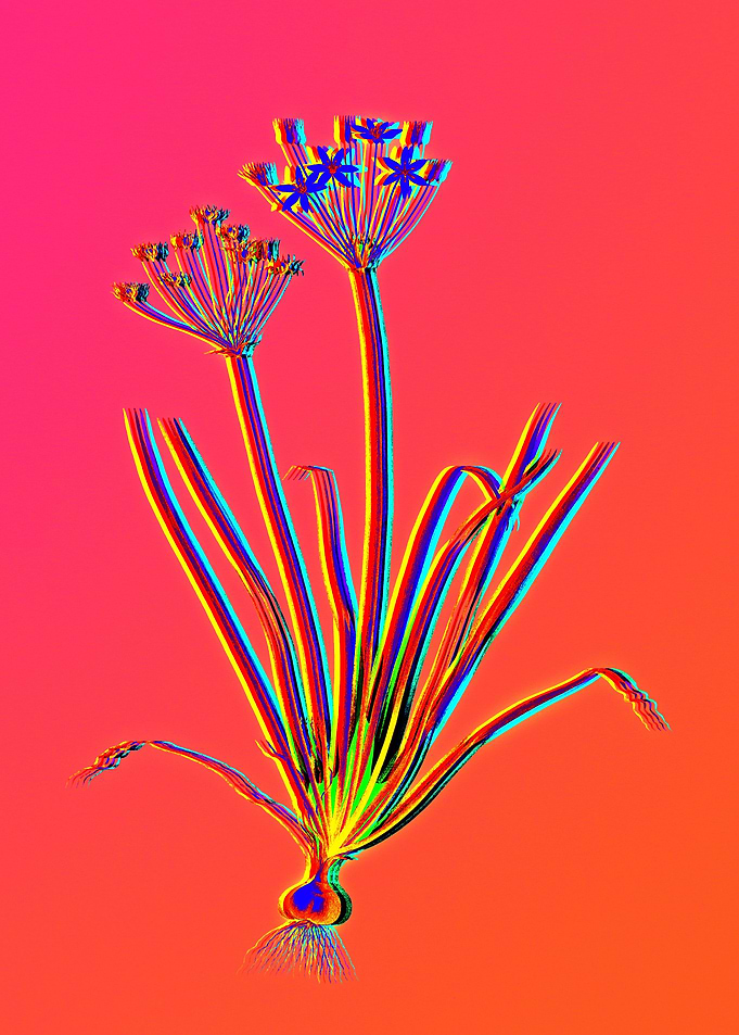 Neon Flower Illustration