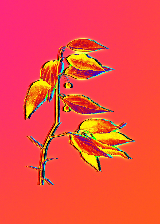 Blue Flower Yellow Flower
