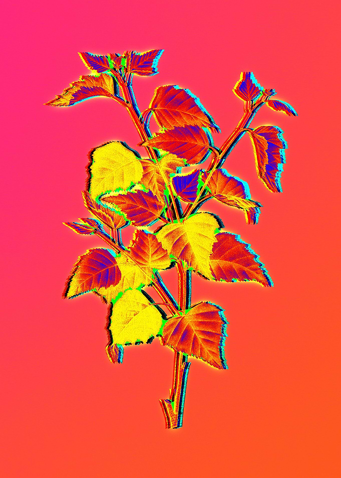 Neon Botanical Drawings
