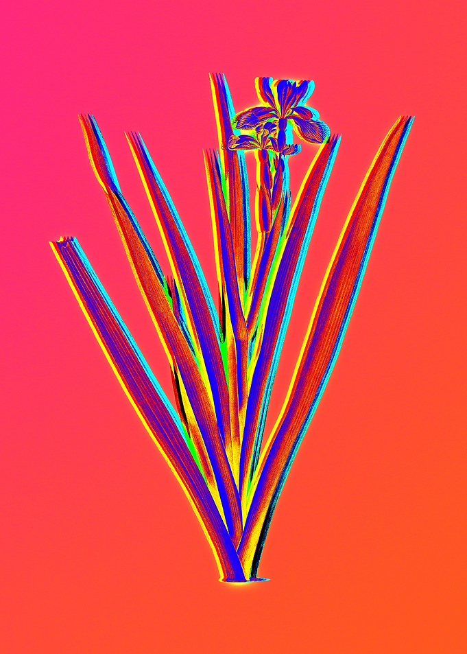 Red Botanical Illustration