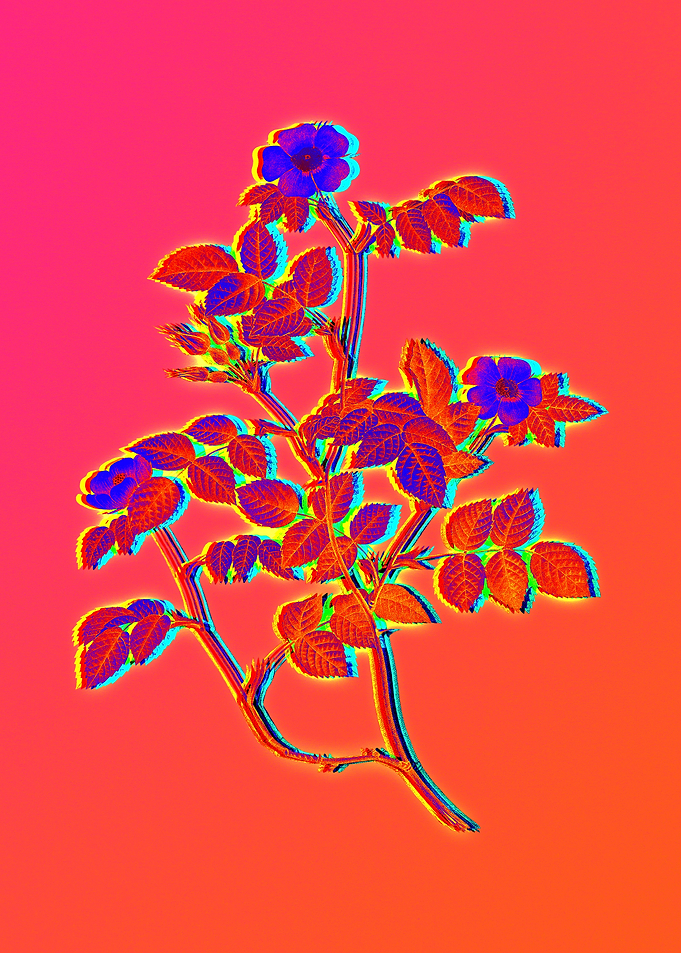 Neon Florals Illustration