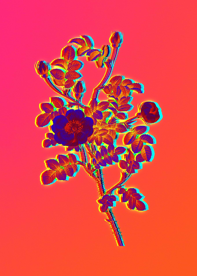 Hot Flower Illustration