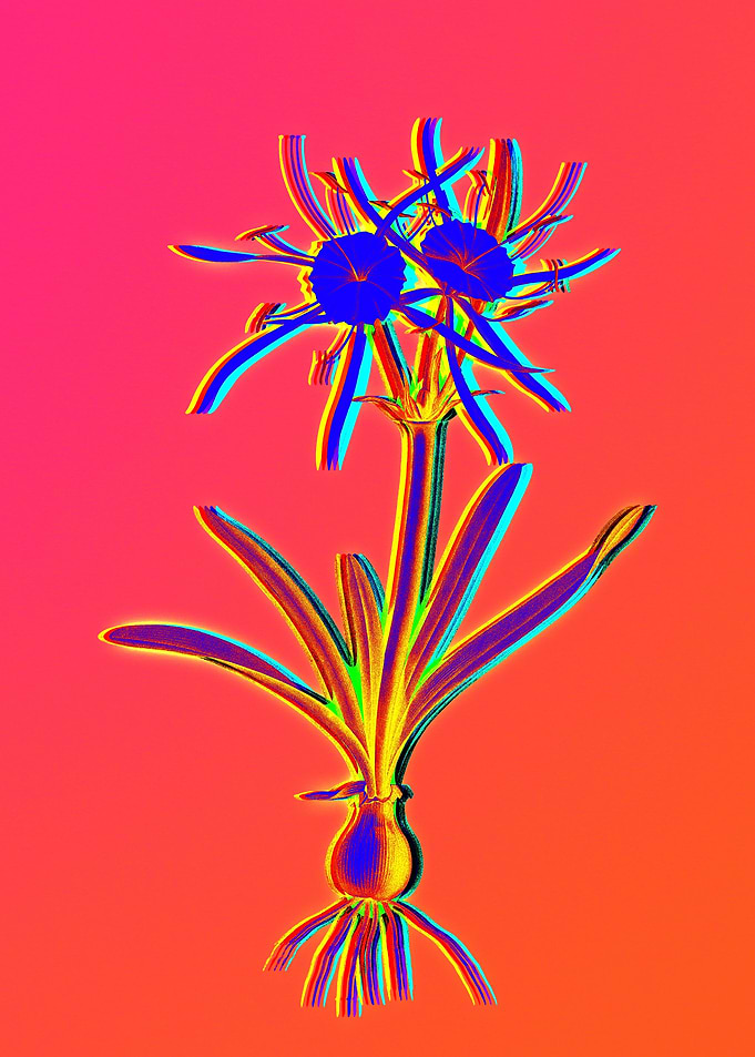 Red Botanical Illustration