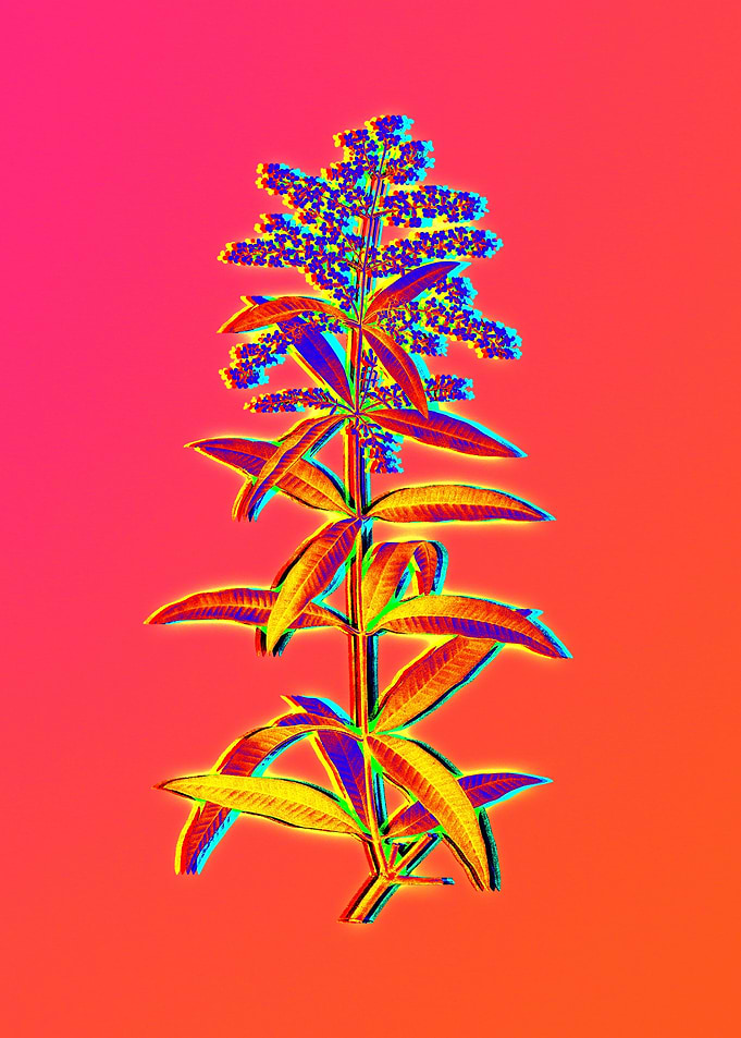Neon Floral Illustration