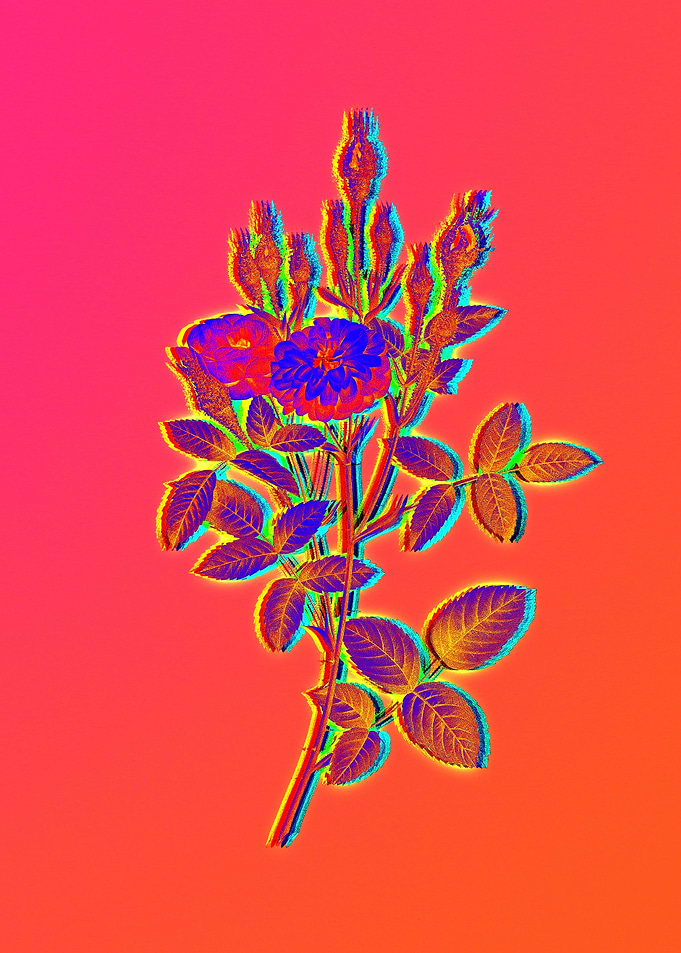 Hot Neon Pink Flowers