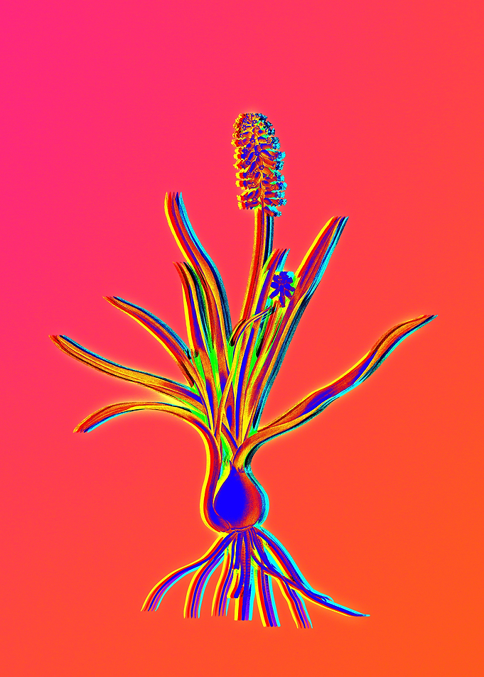 Hot Neon Pink Flowers