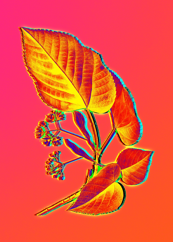Neon Floral Illustration