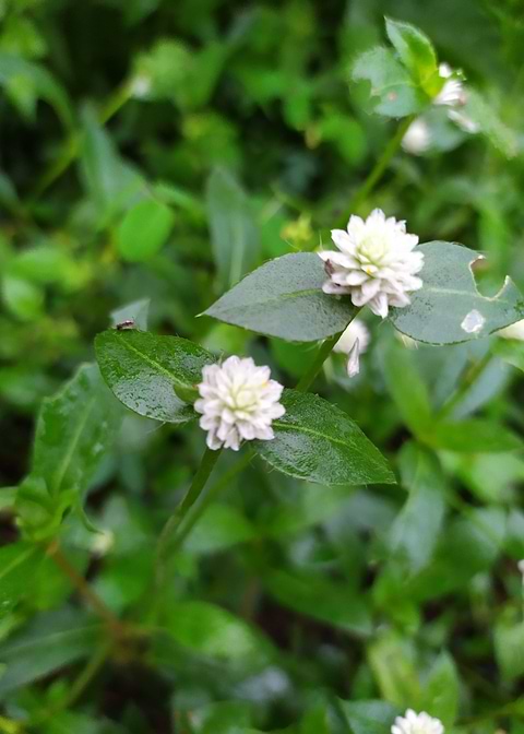 Beautiful little flowers