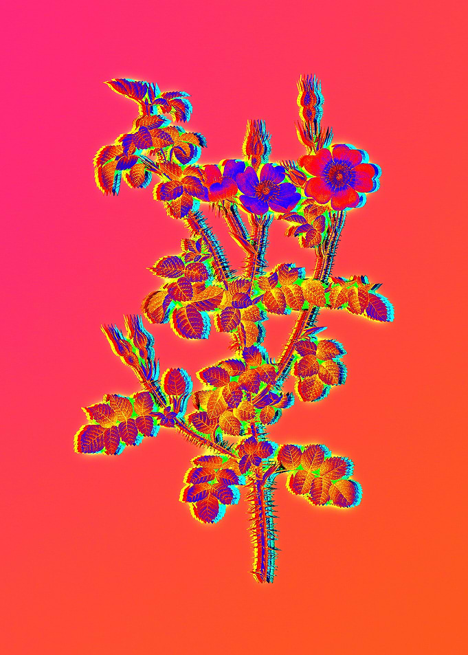 Pink Neon Roses