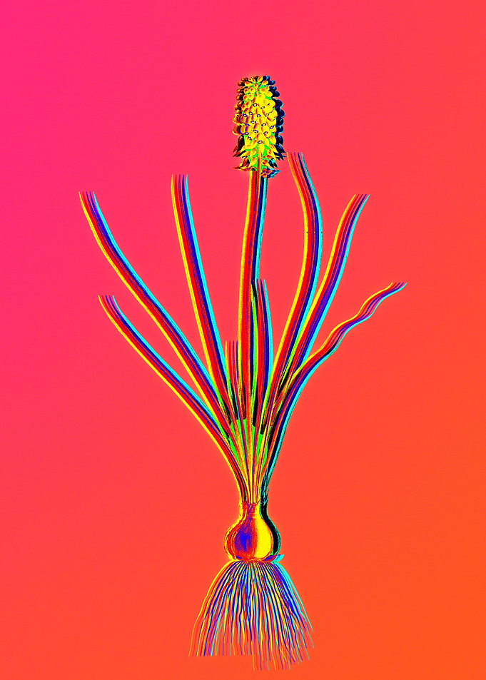 Neon Floral Illustration