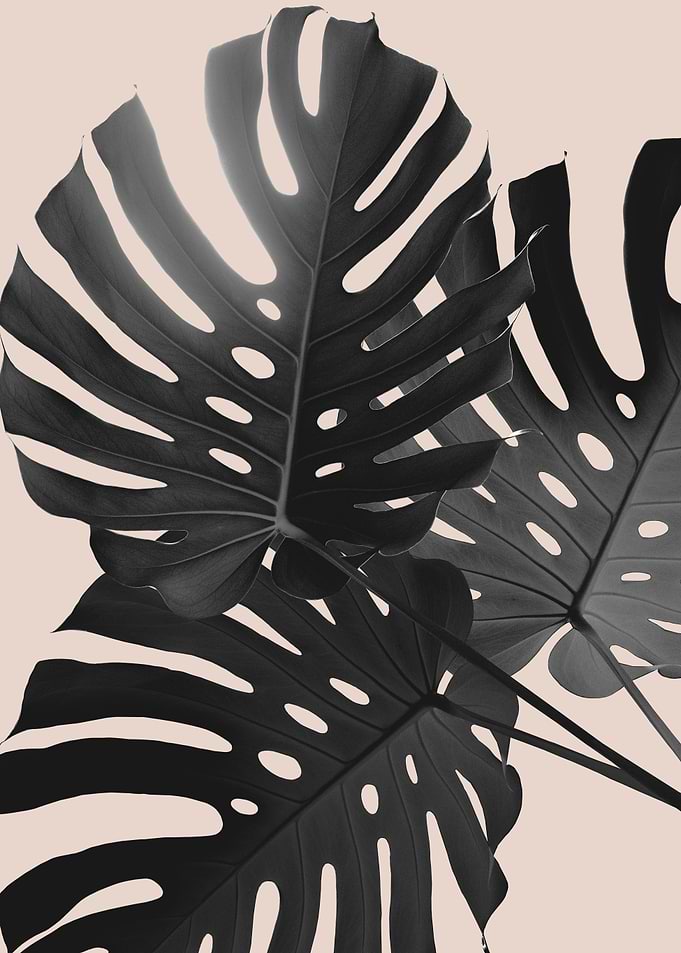 Monstera Finesse Glam 1