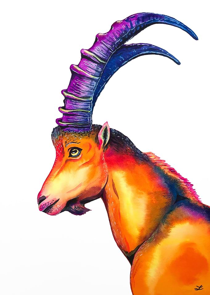 Alpine Ibex