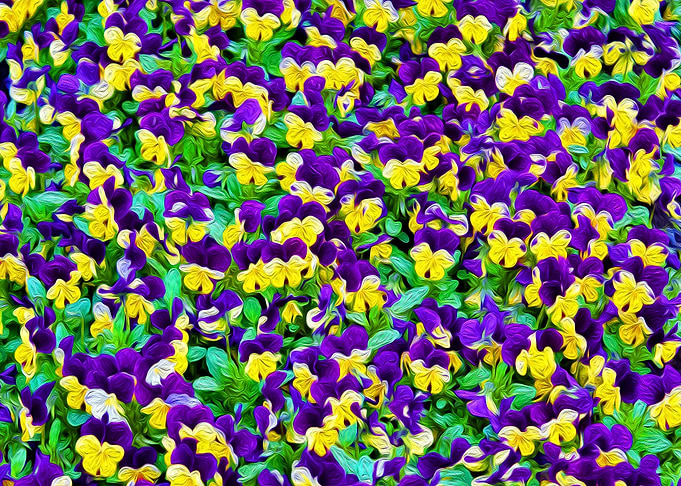Purple and Yellow Blossom