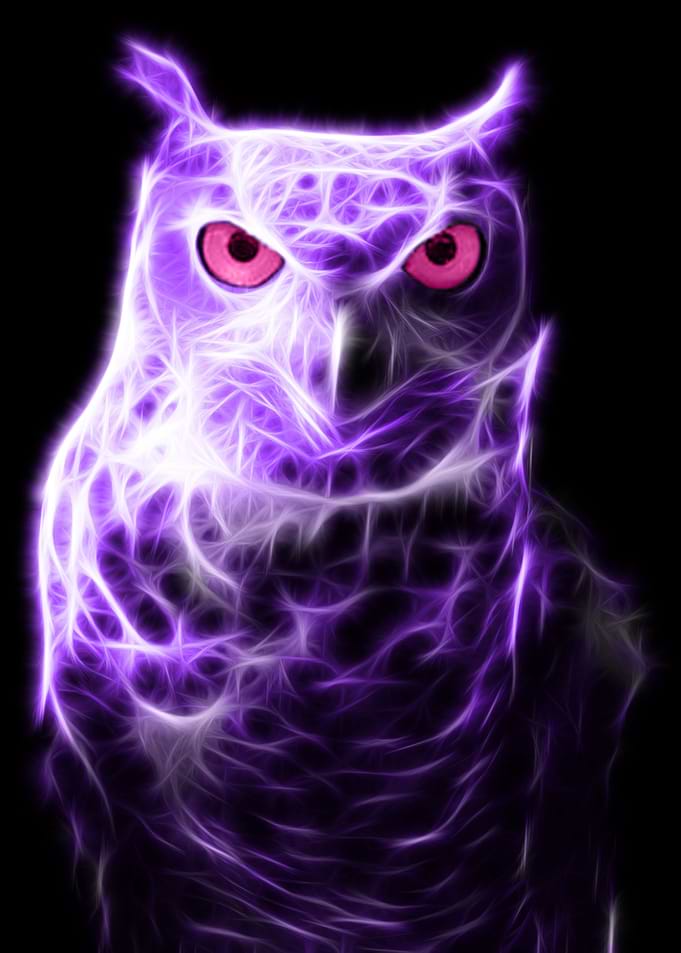 Owl Neon Violette color