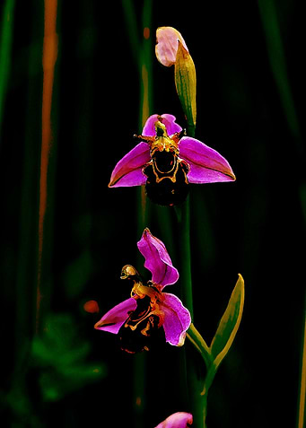 Beautiful Flower