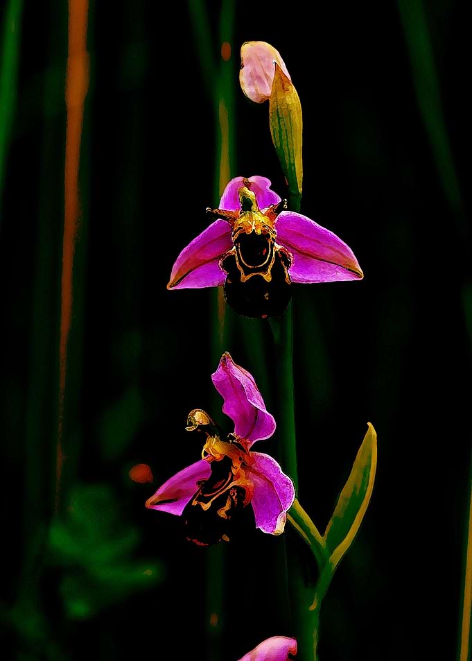 Beautiful Flower