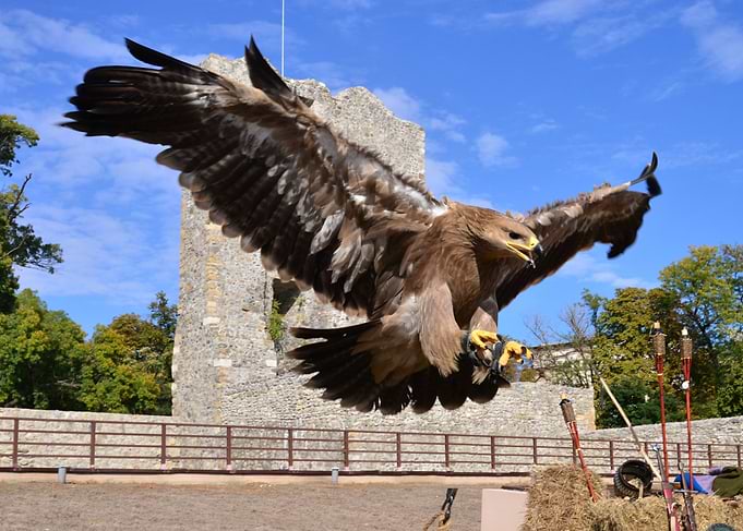 flying hawk attack