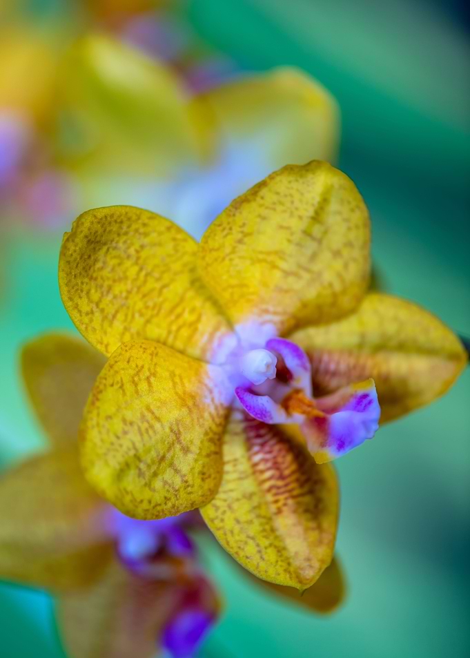 Phaleanopsis