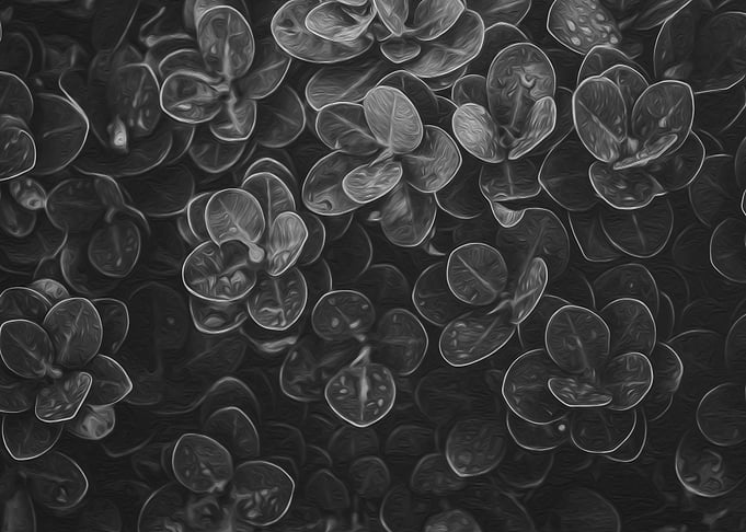 Dark Leaves
