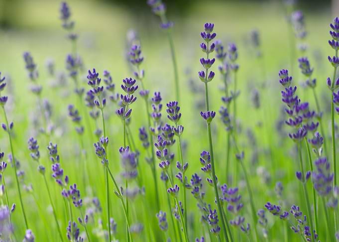 lavender flower field