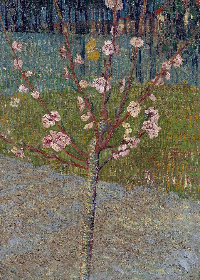 Van Gogh Almond Tree