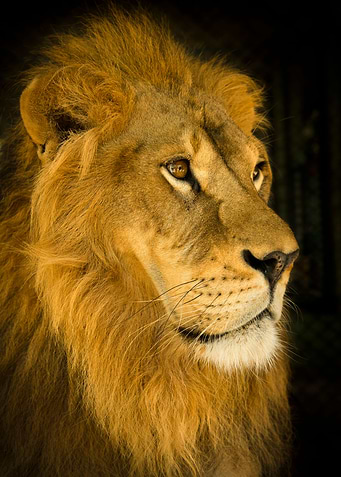 Golden Lion
