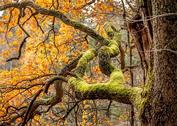 Reaching Autumn Branch