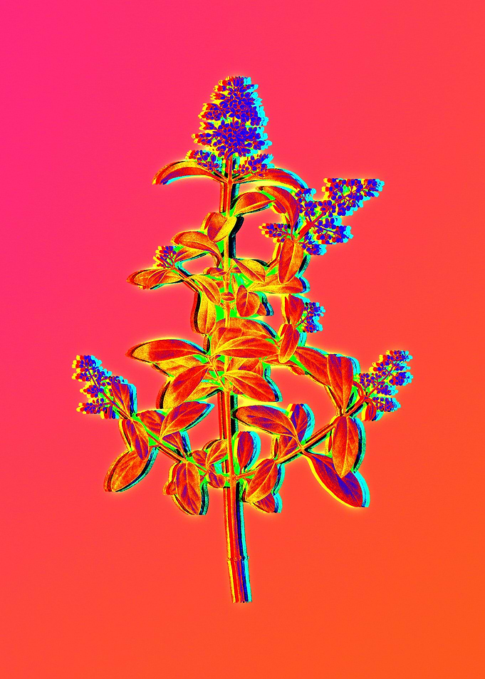 Neon Leaf Illustration