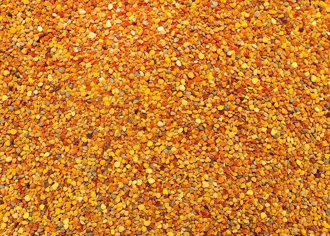 pollen grains texture