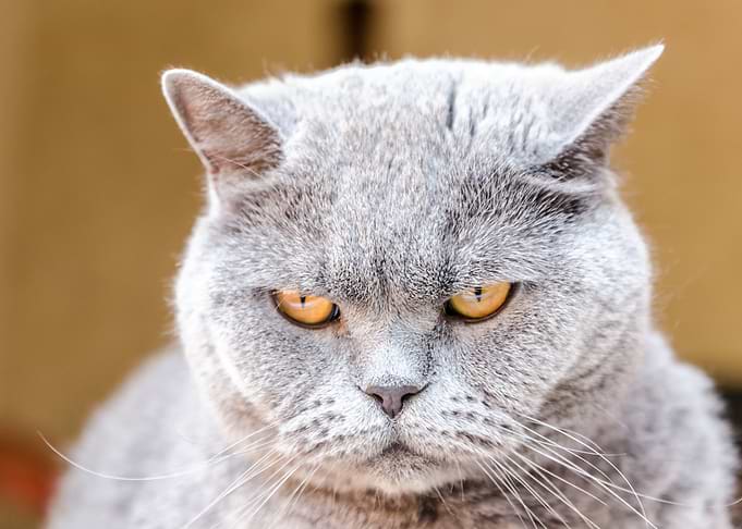 British cat