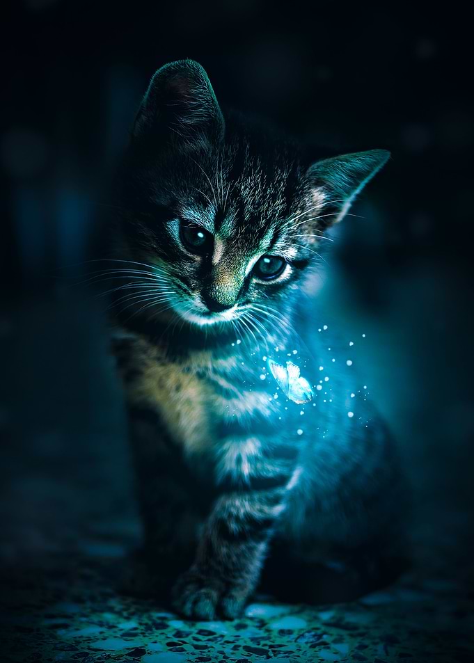 Cat Butterfly