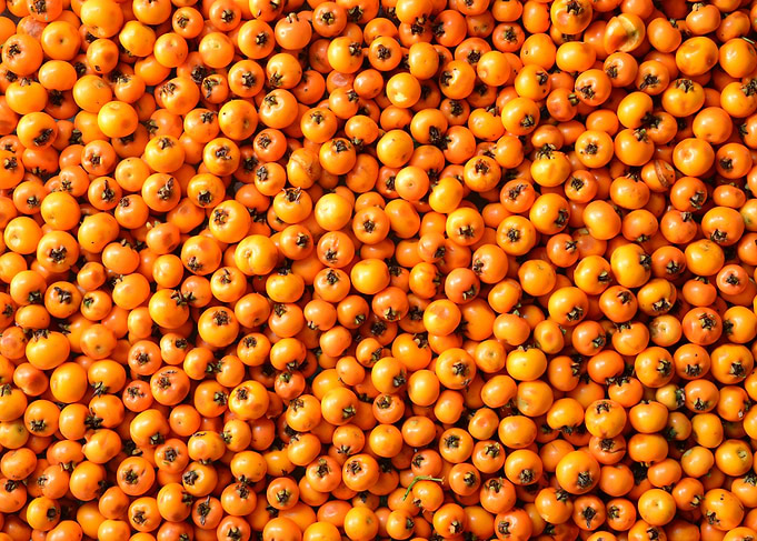 sea buckthorn texture