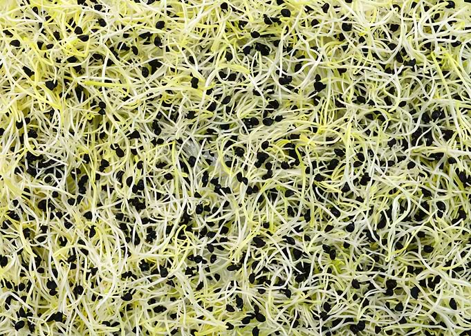 red onion germs texture