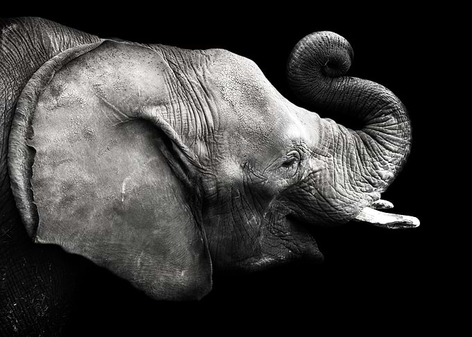 Elephant Cabarceno 1
